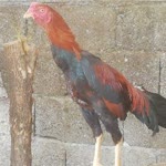 Kadir