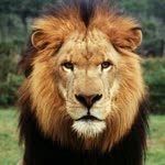 Aslan
