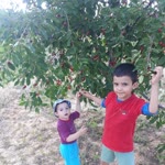Bekir