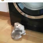 Pelin