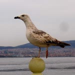 Hazal