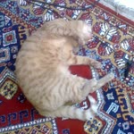 Evren