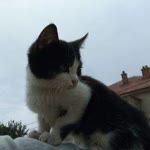 Sevim