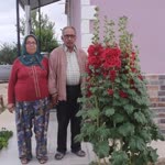 Süheyla