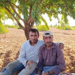 Halil
