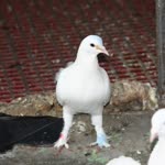 Kırmızı
