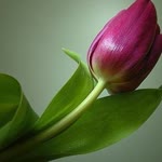 Profil fotoğrafı