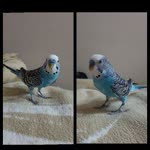 Yusuf