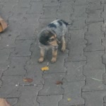 Pelin