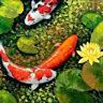 Elif