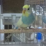 Ceyhun