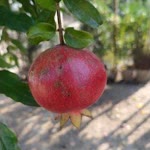 Reşat