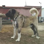 Regına