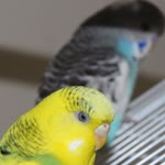 Müesser