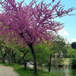 Filiz