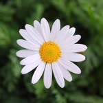 Arzu