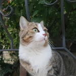 Ozan