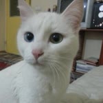 Vel