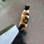 Zeyneb