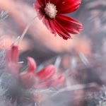 Melisanin