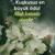 Muhammet
