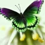 Meral