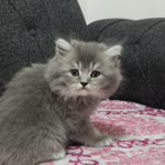 Abdulsamet