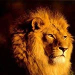Arda