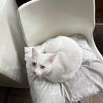 Betül