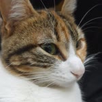 Utku