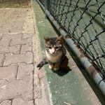 Çağrı