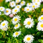 Mücella