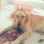 Mert