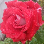 Yasemin