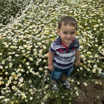 Arif
