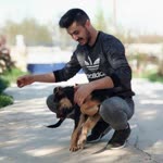 Serdar