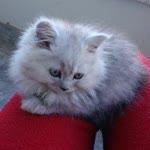 Duygu