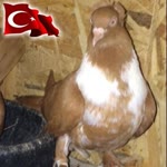 Hakan