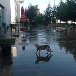 Gülüstan