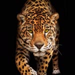 William