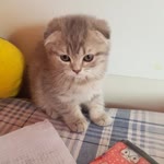 Veysel