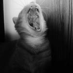 Nur