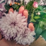 Sibel