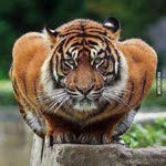 Kazim