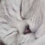 Zeynep