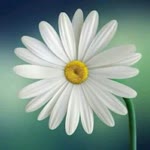 Ayşenur