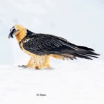 Mohsen