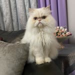 Ayşen