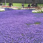Gözde