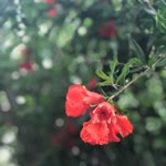 Rabia